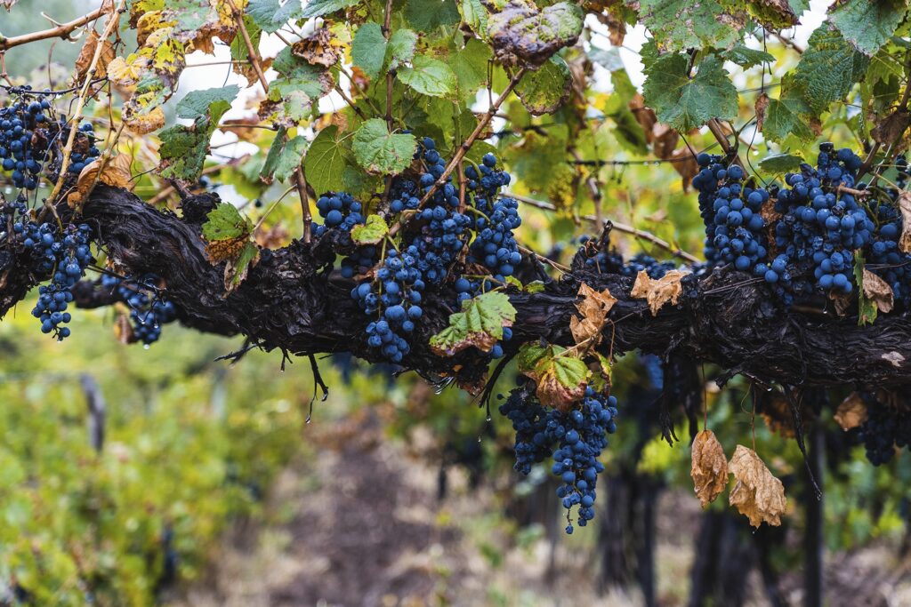 background vinos exclusivos 01 lights argentine delights-min